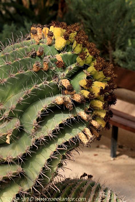 Ferocactus wislizeni - Fishhook Barrel Cactus, Arizona Barrel Cactus ...
