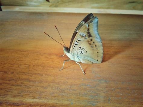 Image result for Table Leg Butterfly