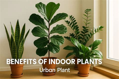 Best Low-Light Indoor Plants That Won't Easily Die In Your Home