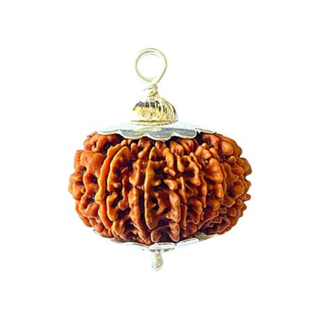 14 Mukhi Rudraksha Original Certified 14 Face Rudraksha Original Nepal ...