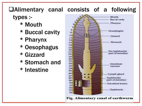 DIGESTIVE EARTHWORM.pptx