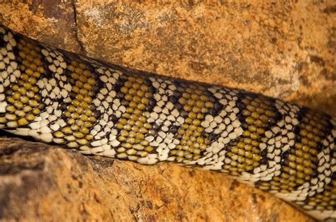 Image result for Carpet Python Australia