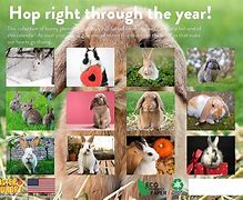 Image result for Wild Baby Bunny Calendar