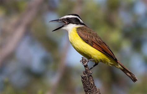 Costa Rican Bird With Yellow Breast at Laurence Drake blog