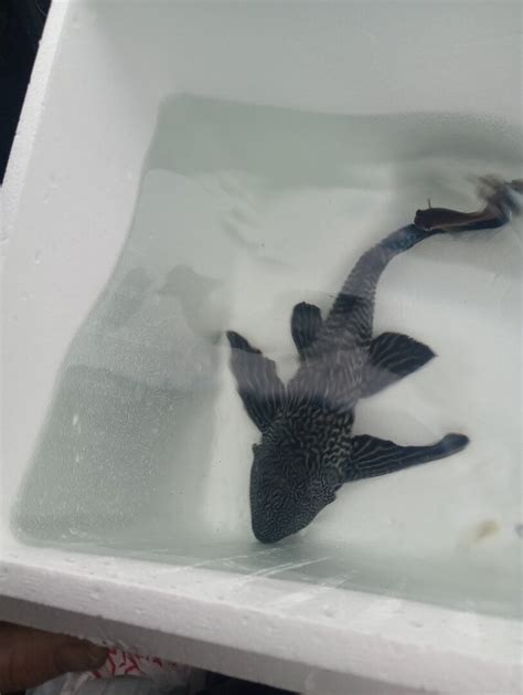 Image result for Plecko Add Note