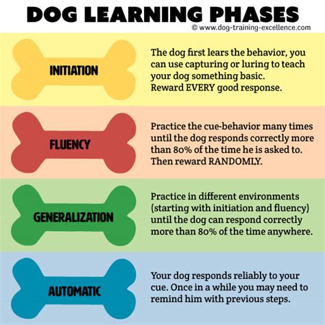 Image result for Guide Dog Training Basics