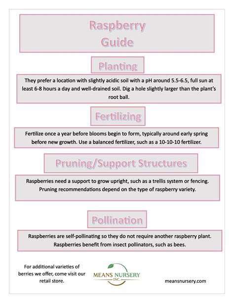 Planting Autumn Raspberry Plants 的图像结果