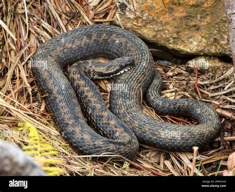 Adder, common viper, common European viper, common viper (Vipera berus ...