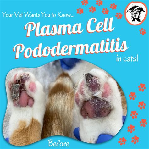Plasma Cell Pododermatitis - Your Vet Wants You to Know
