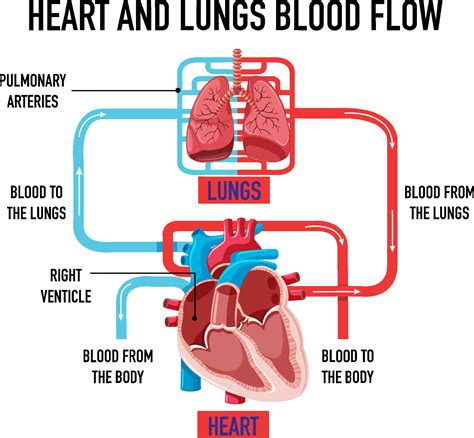 Diagram showing heart and lungs blood flow 7104056 Vector Art at Vecteezy
