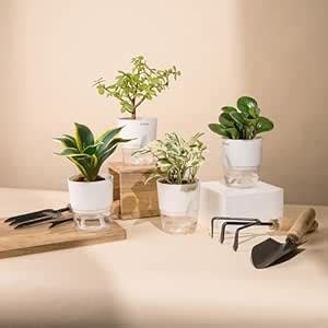 KYARI Money N'Joy-Golden Snake-Jade-Peperomia Green Combo of 4 Indoor ...