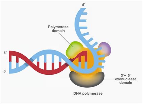 11 Enigmatic Facts About DNA Polymerases - Facts.net