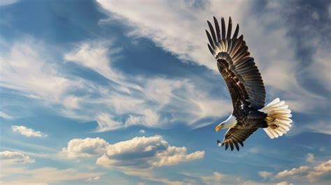 Free Eagle Soaring High Photo - Eagle, Sky, Soaring | Download at StockCake