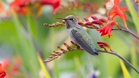 Hummingbird Plants For Colorado