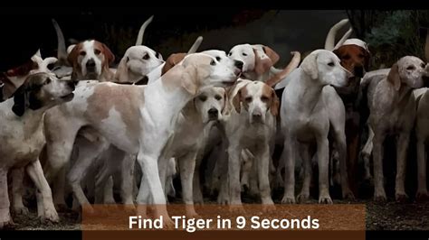 Optical Illusion Test: Can you find the hidden tiger among dogs in 9 ...