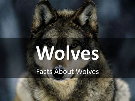 Image result for Wolves Facts