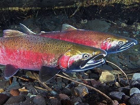 Coho salmon | FWS.gov