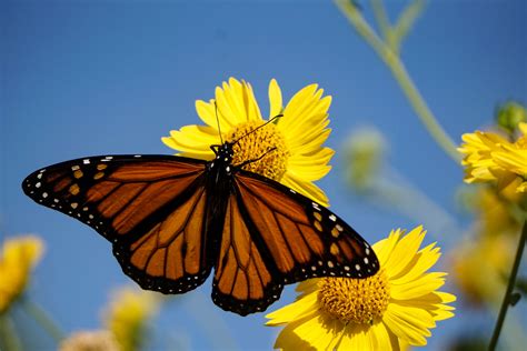 Yellow Monarch Butterfly