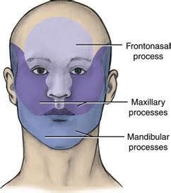 Embryonic Facial Development 的图像结果