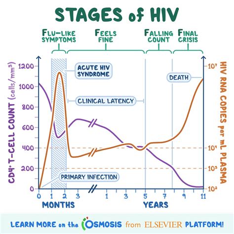 What Are The Stages Of Hiv/Aids at Harold Case blog