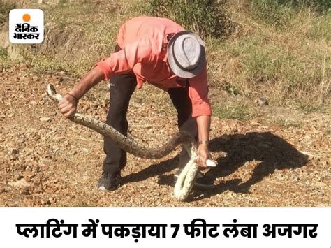 Image result for Ajgar Python