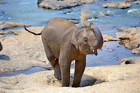 Image result for Cutest Baby Elephant