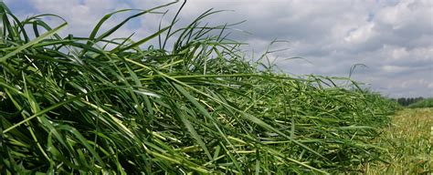 Sulphur deficiency-Grassland & Pasture | Yara India