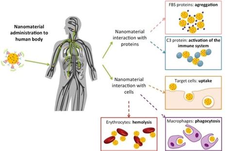 Methods for the In Vitro Characterization of Nanomedicines—Biological ...
