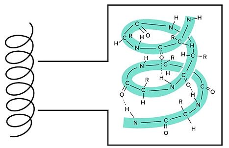 Introduction to Proteins, Amino Acids and Peptide Bond - Biology and ...