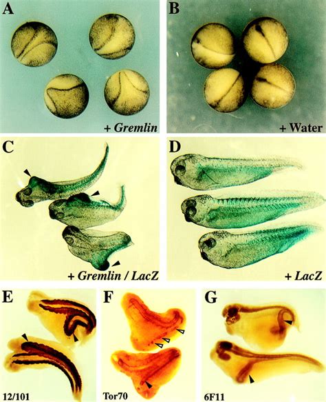 Xenopus Laevis Life Cycle