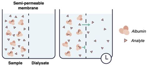 Protein Binding in Translational Antimicrobial Development-Focus on ...