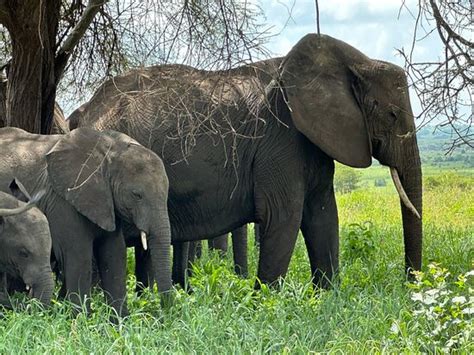 Amazing tour! - Reviews, Photos - Entrance Tanzania Safaris - Tripadvisor