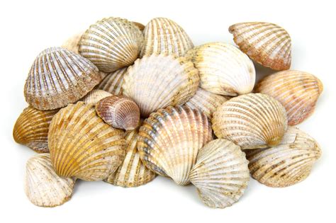 Image result for Ocean Sea Shells