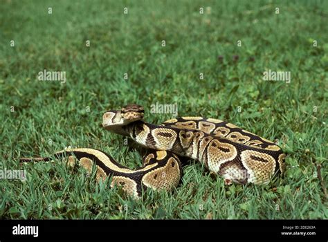 Image result for Aggressive Royal Python
