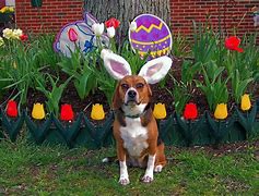 Image result for Easter Dog Cartoon