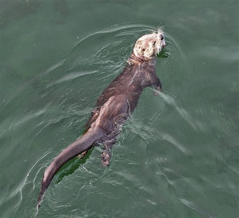 Buzz's Marine Life of Puget Sound: SEA OTTERS AND DETRITUS AND EVERYTHING ELSE