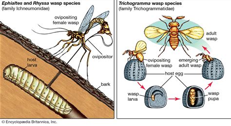 Image result for parasitoid