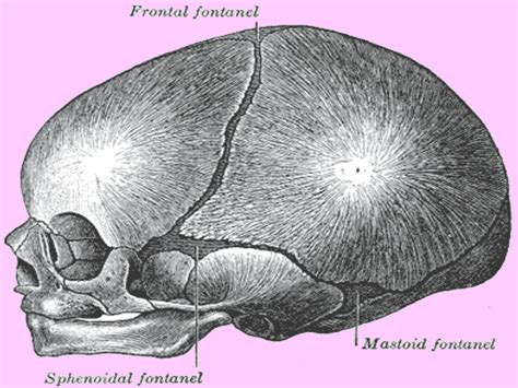 Sphenoidal Fontanelle