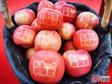 易县牛岗开启苹果采摘季3800余亩三优苹果飘香迎客
