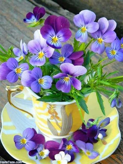 عکس گل زیبا برای پروفایل تلگرام و اینستا + جملات ناب و احساسی