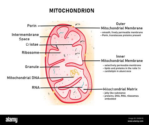 Structure of a mitochondrion, illustration. Mitochondria are a double membrane bound and semi ...