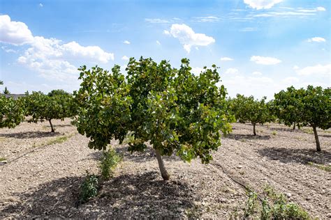 How to Grow and Care for Pistachio Trees