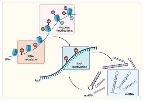 Epigenetic Modifications 的图像结果