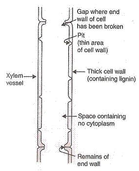 Lakhmir Singh and Manjit Kaur Solutions: Life Processes - 3 - Science ...