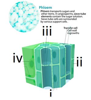 Picture based excercise - Plant and animal tissues — task. Science ...