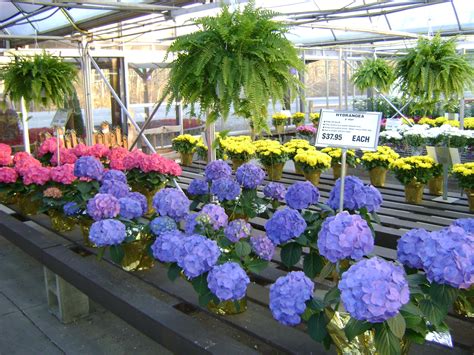 Easter Plants Easter Flowers Pleasant Valley Greenhouse