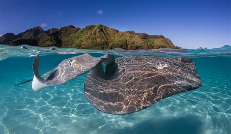 Difference Between Manta Rays and Stingrays - Ocean Conservancy