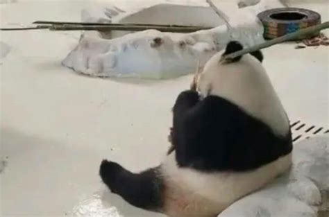 熊猫宝宝要吃竹子，没想到饲养员给了个瓜，谁料熊猫宝宝啃香了！