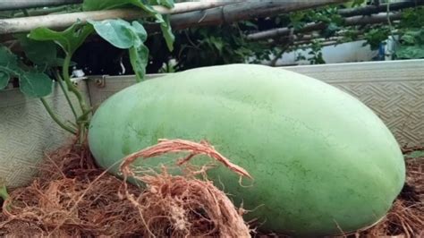 屋顶种菜，西瓜苗结了个大瓜，黄瓜和白菜长势杠杠的 - YouTube