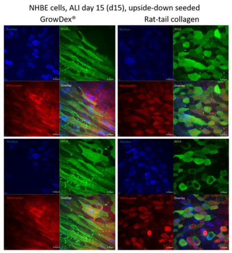 Cells | Special Issue : Advances in Human Cell Culture Techniques ...